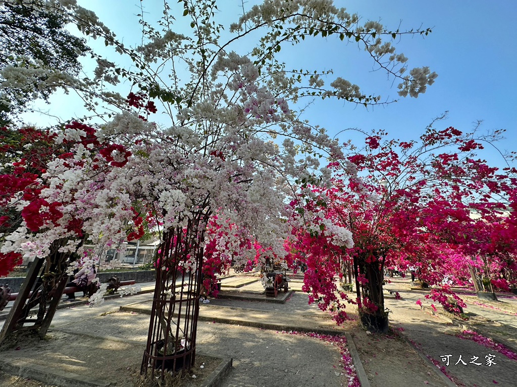 橋頭糖廠,鐵園迷城九重葛