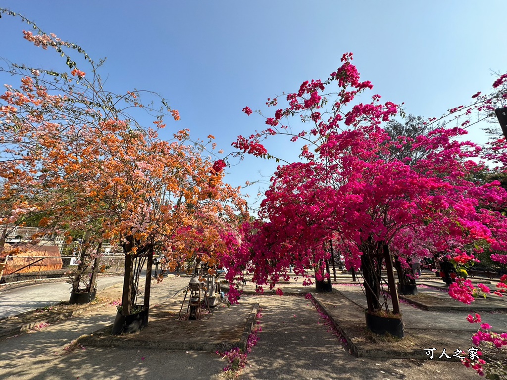 橋頭糖廠,鐵園迷城九重葛