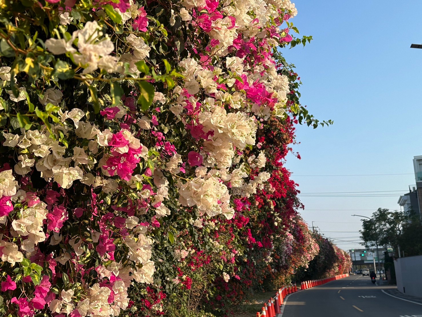 田中花卉廊道，九重葛花牆