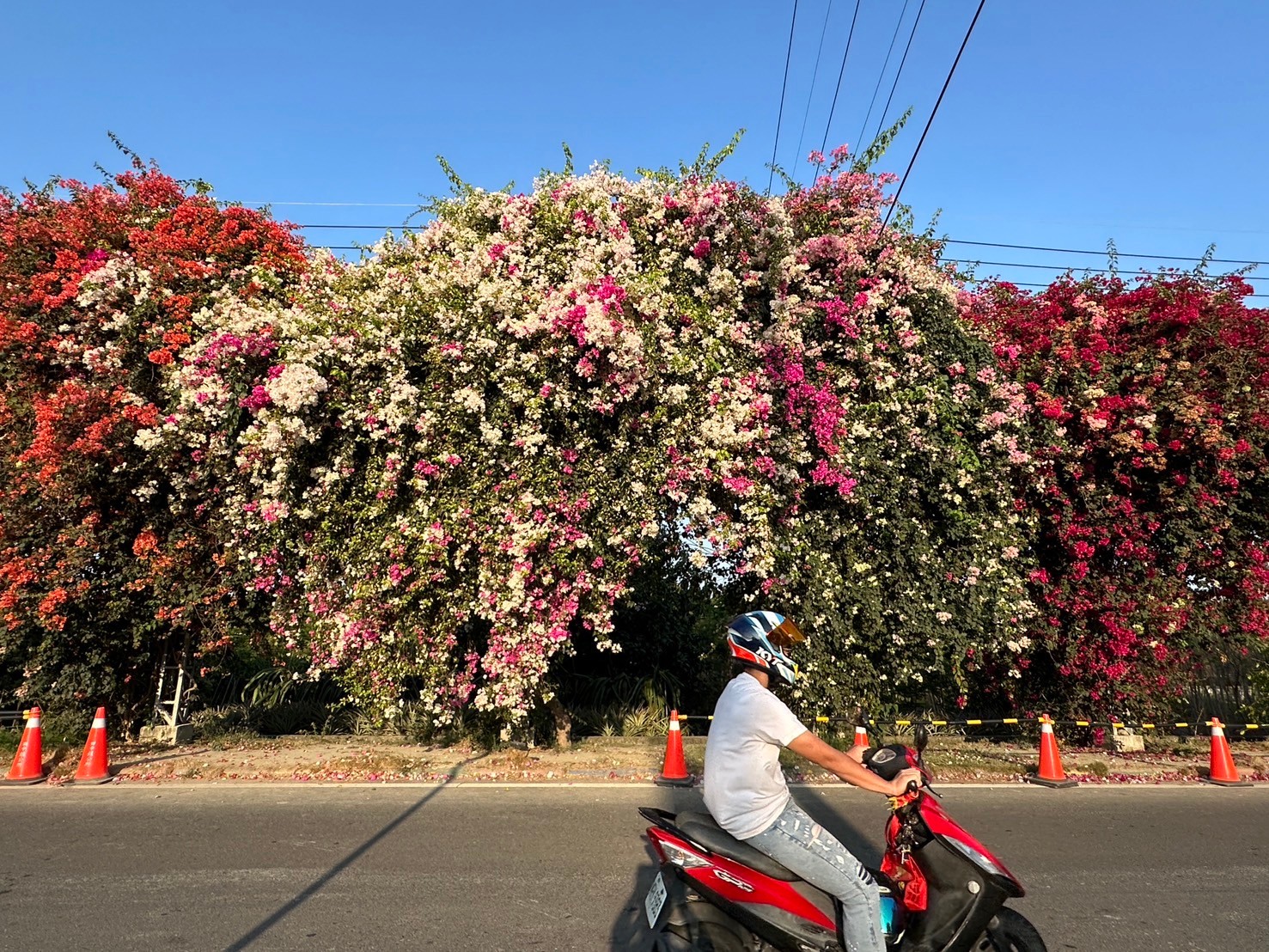 田中花卉廊道，九重葛花牆