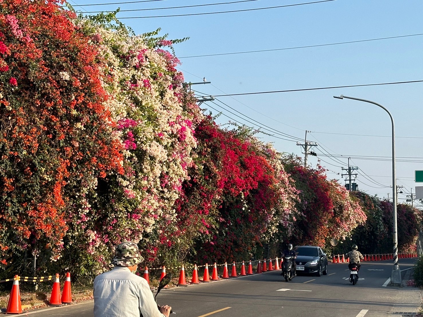 田中花卉廊道，九重葛花牆