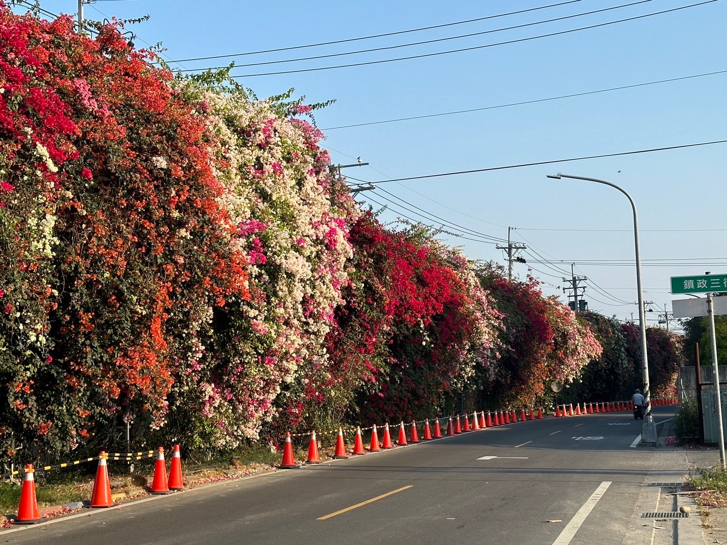 田中花卉廊道，九重葛花牆