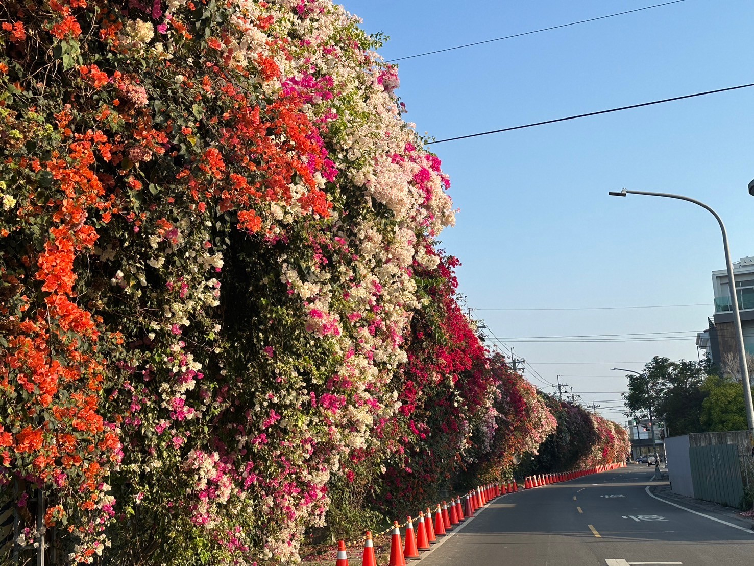 田中花卉廊道，九重葛花牆