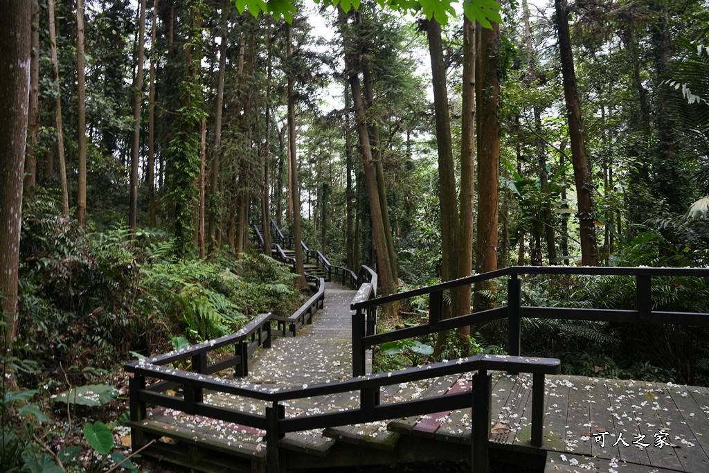 公興森態園區,土匪山公興森態園區,土匪森活村,龍美步道