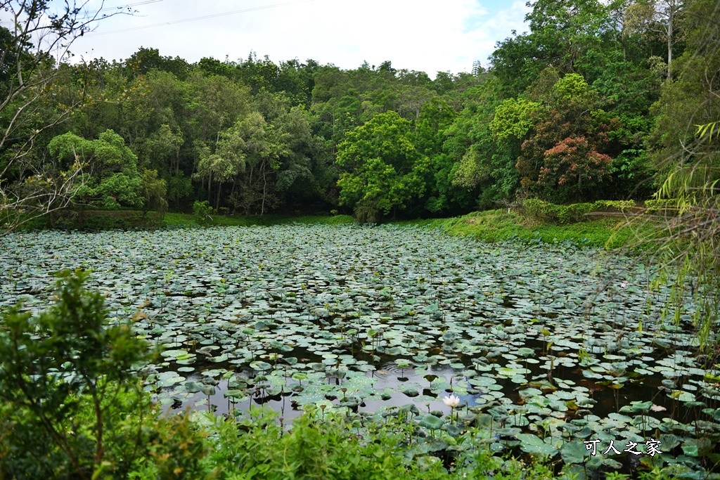 台南一日遊,台南搭船遊湖,台南柳營尖山埤渡假村,台南柳營景點,天鵝船