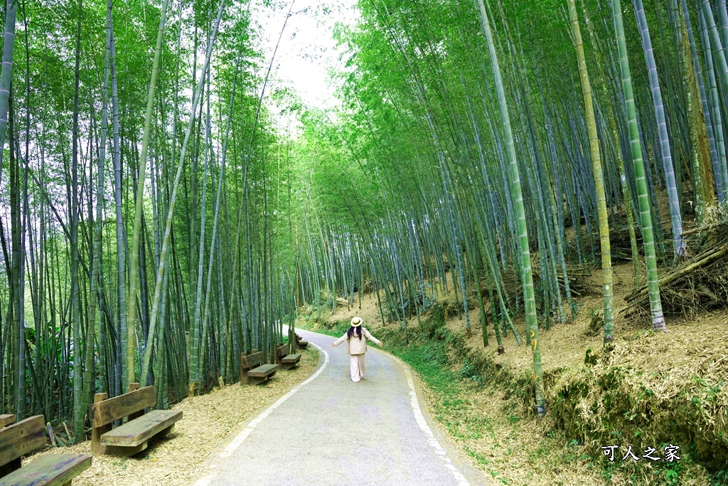 延伸閱讀：嘉義【瑞里綠色隧道】綠意竹林好療癒！京都嵐山竹林小徑，觀景台上欣賞茶園風光