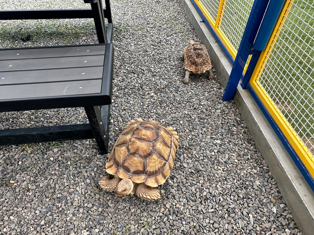 嘎逼&牛奶寵物互動園區,高雄動物新景點