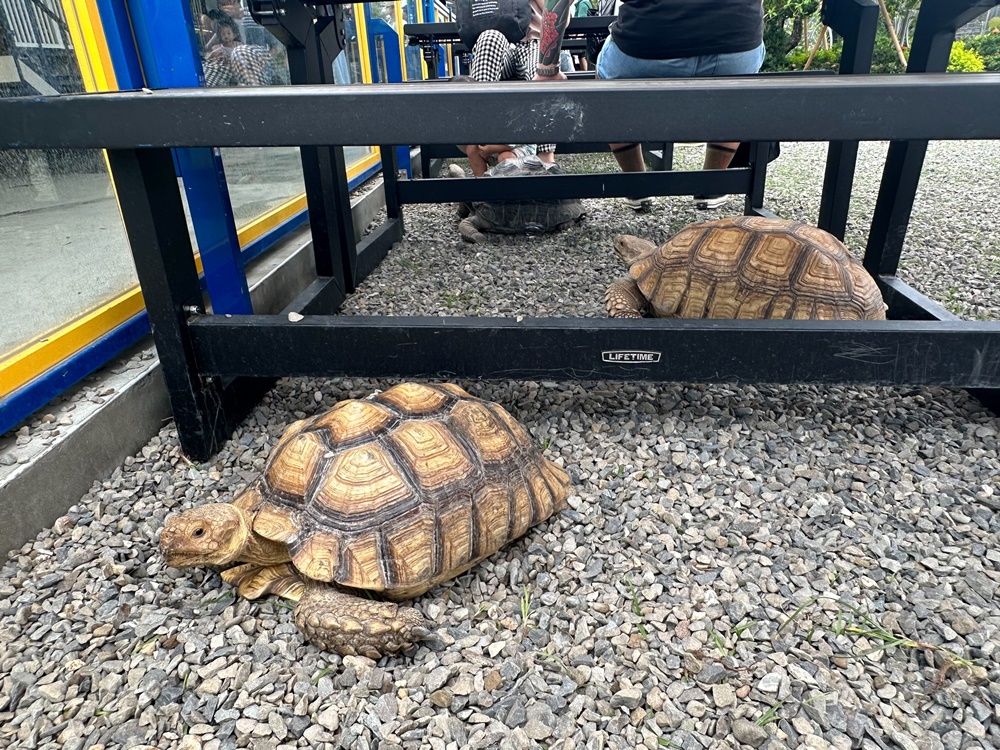 嘎逼&牛奶寵物互動園區,高雄動物新景點