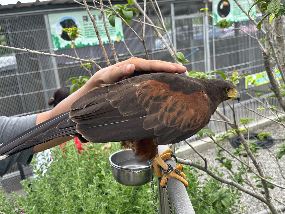 嘎逼&牛奶寵物互動園區,高雄動物新景點