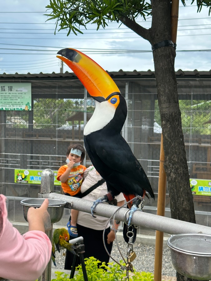 嘎逼&牛奶寵物互動園區,高雄動物新景點