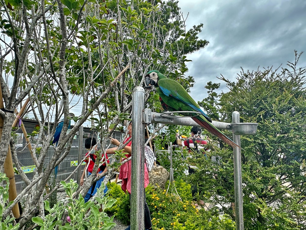 嘎逼&牛奶寵物互動園區,高雄動物新景點