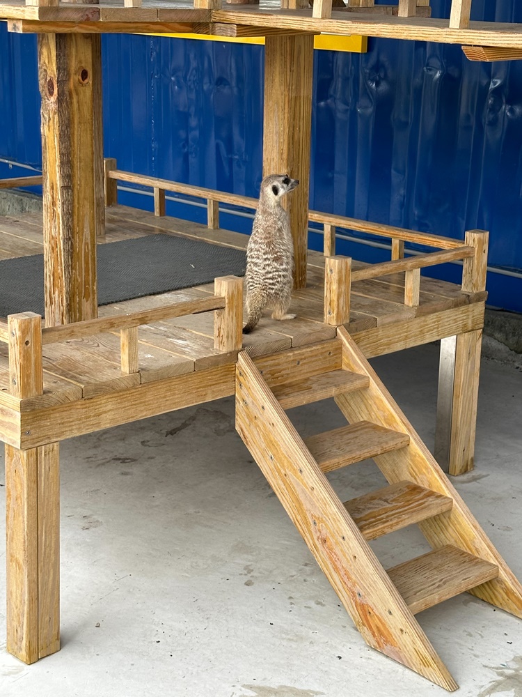 嘎逼&牛奶寵物互動園區,高雄動物新景點