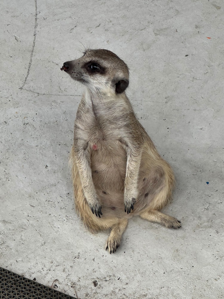 嘎逼&牛奶寵物互動園區,高雄動物新景點