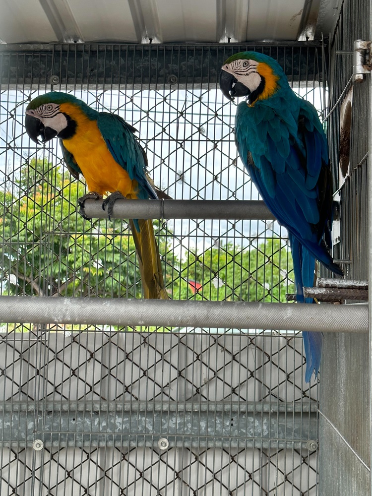 嘎逼&牛奶寵物互動園區,高雄動物新景點