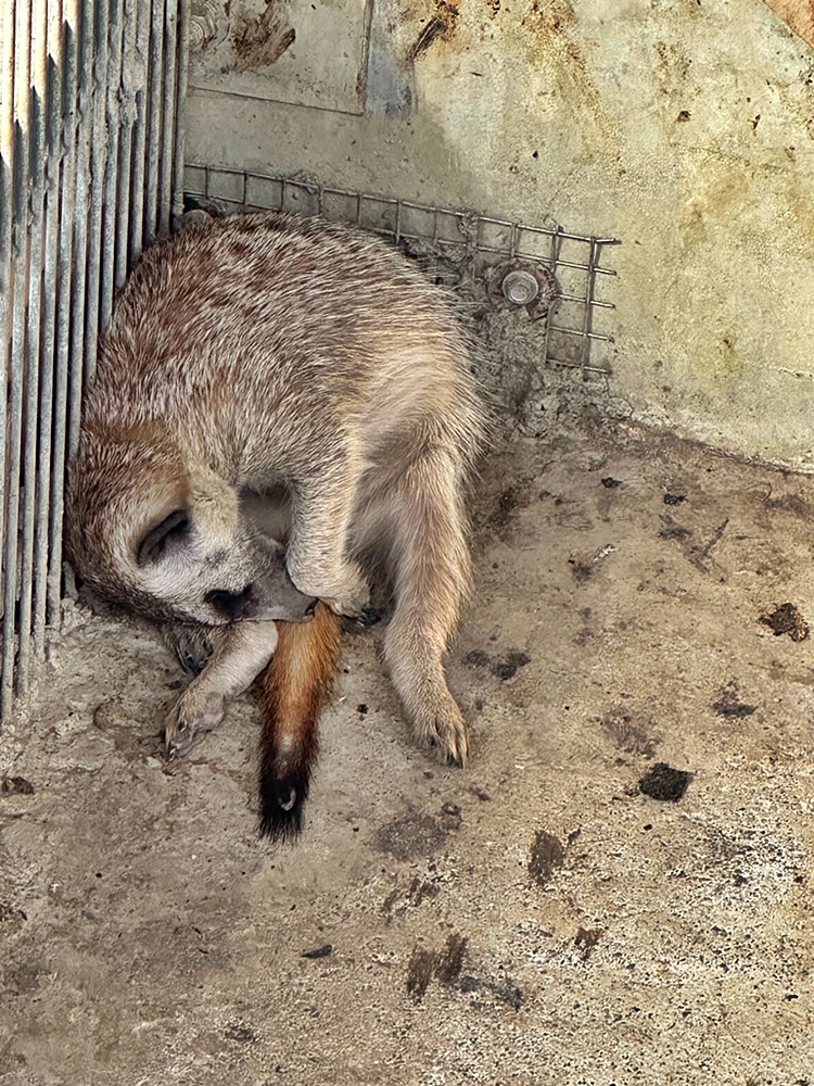 嘎逼&牛奶寵物互動園區,高雄動物新景點