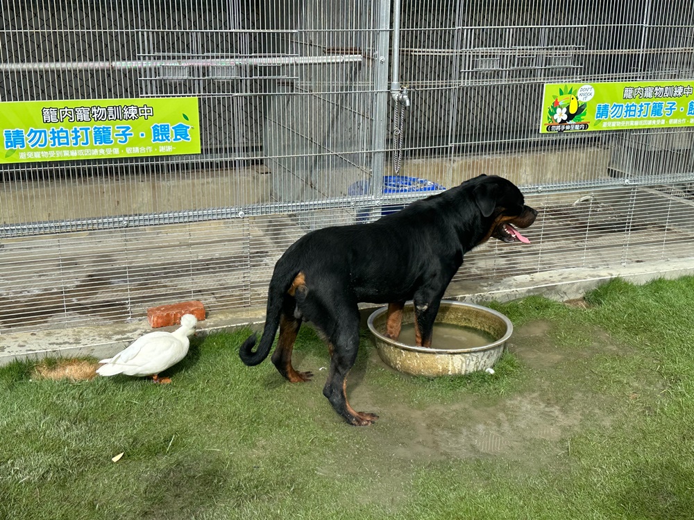 嘎逼&牛奶寵物互動園區,高雄動物新景點