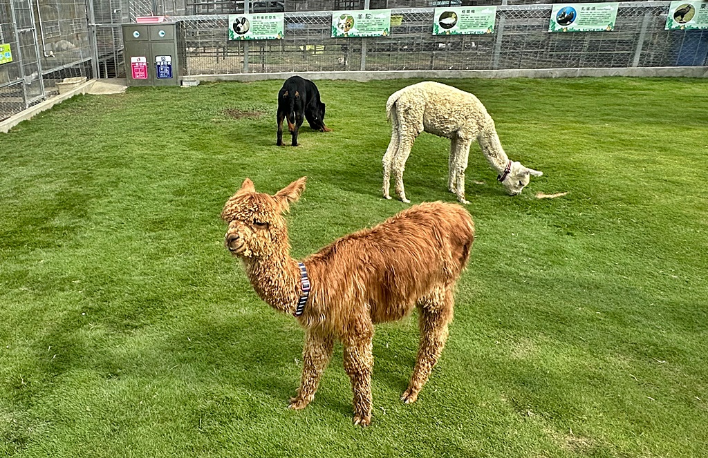 嘎逼&牛奶寵物互動園區,高雄動物新景點