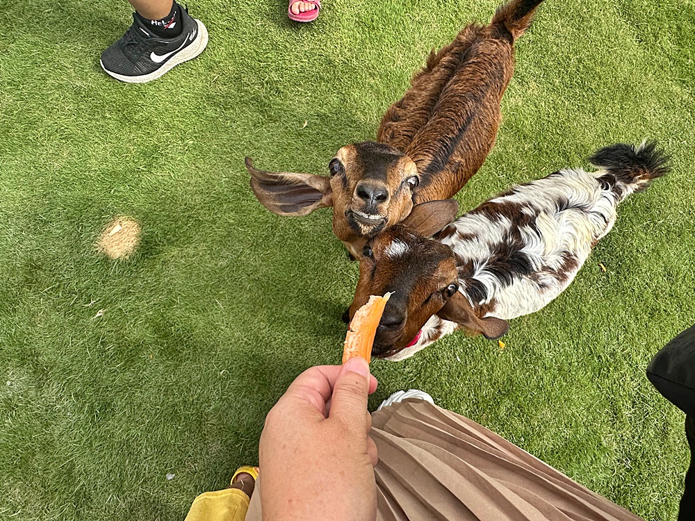 嘎逼&牛奶寵物互動園區,高雄動物新景點