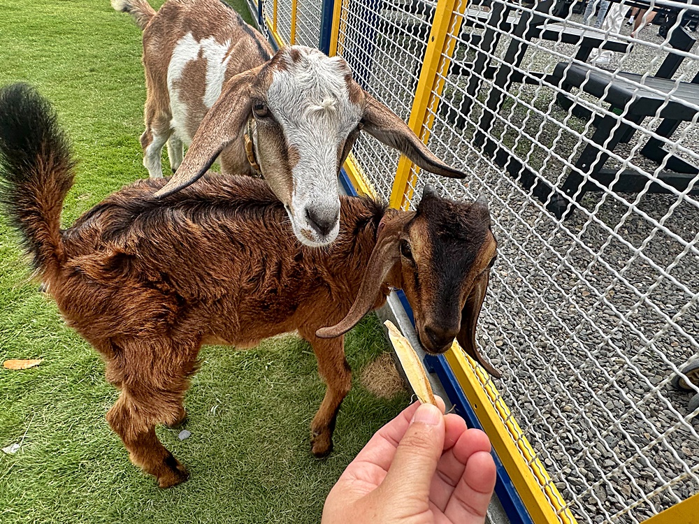 嘎逼&牛奶寵物互動園區,高雄動物新景點