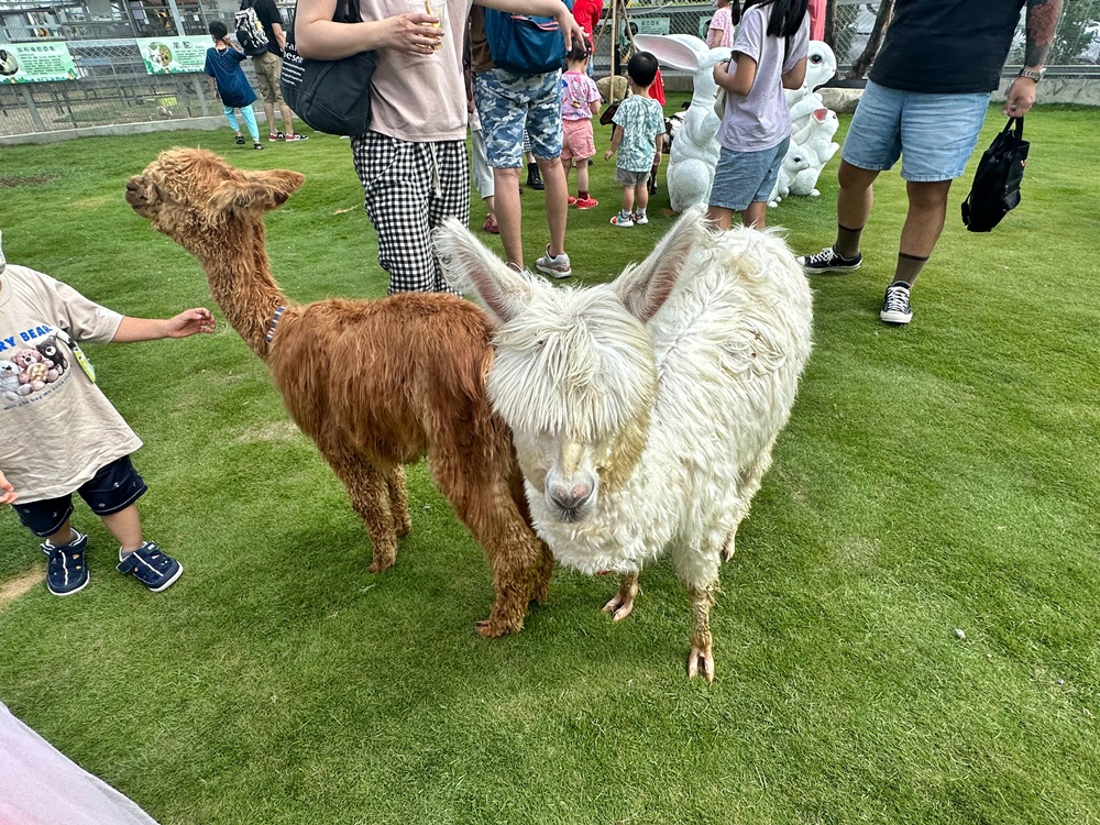 嘎逼&牛奶寵物互動園區,高雄動物新景點