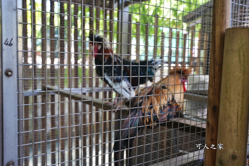 Remove term: 森林物語門票資訊,水岸-森林物語動物園區,水岸森林休閒農場