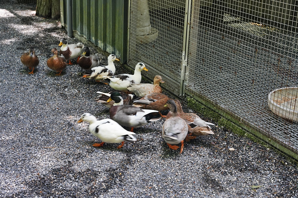 Remove term: 森林物語門票資訊,水岸-森林物語動物園區,水岸森林休閒農場