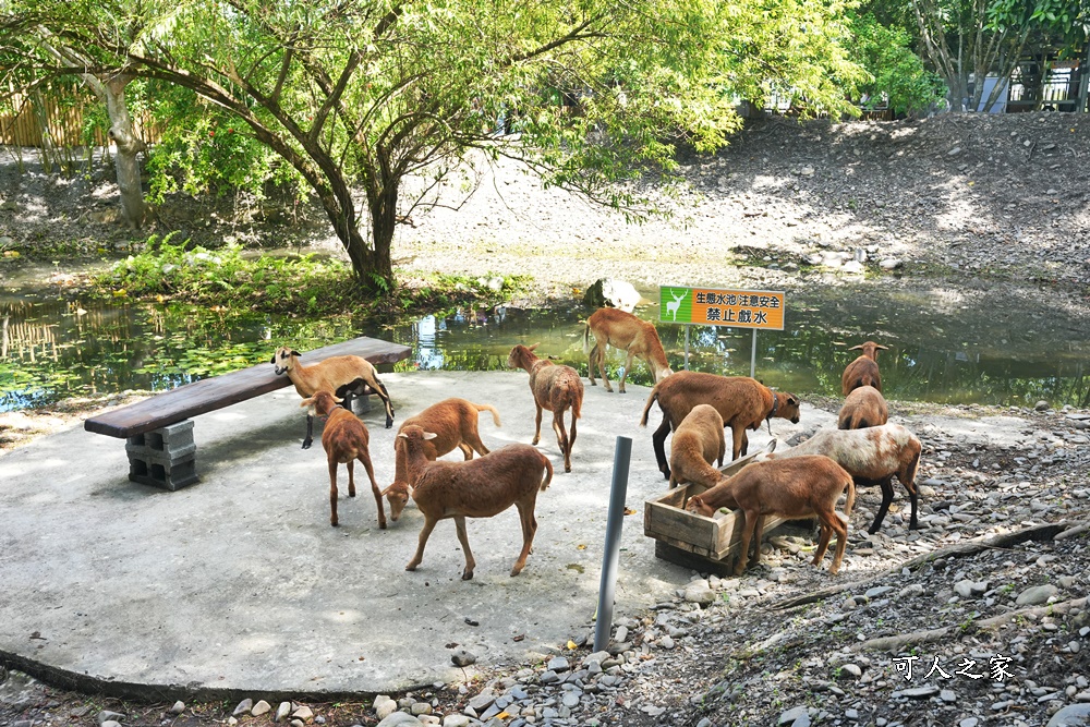 Remove term: 森林物語門票資訊,水岸-森林物語動物園區,水岸森林休閒農場