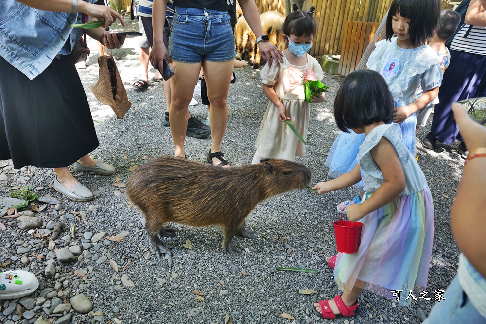 Remove term: 森林物語門票資訊,水岸-森林物語動物園區,水岸森林休閒農場