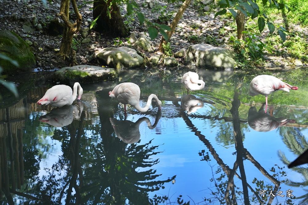 Remove term: 森林物語門票資訊,水岸-森林物語動物園區,水岸森林休閒農場