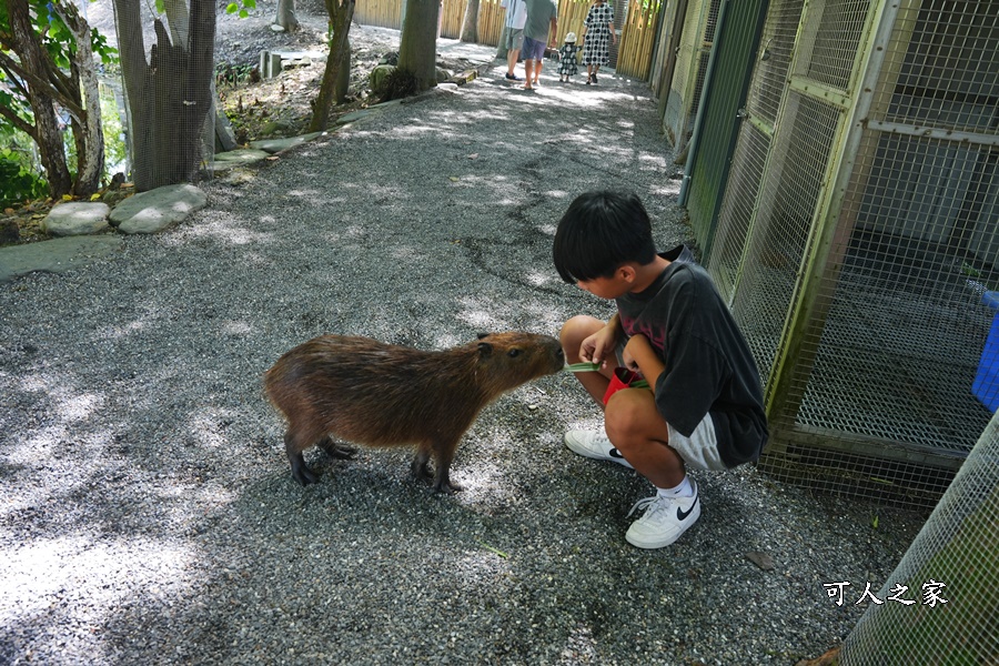 Remove term: 森林物語門票資訊,水岸-森林物語動物園區,水岸森林休閒農場