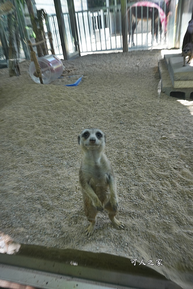 Remove term: 森林物語門票資訊,水岸-森林物語動物園區,水岸森林休閒農場