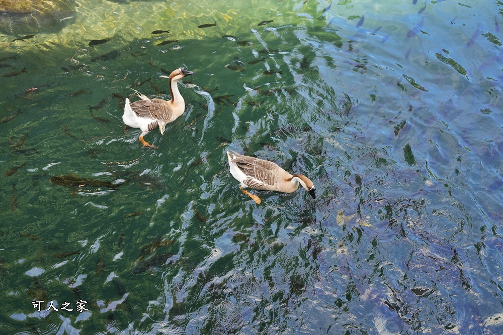 Remove term: 森林物語門票資訊,水岸-森林物語動物園區,水岸森林休閒農場