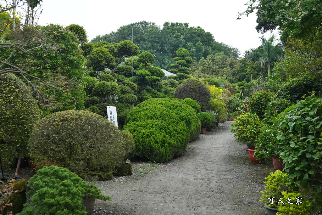 彰化田尾買花推薦,田尾公路花園,田尾景點,田尾藝術園區,田尾賞花哪一家