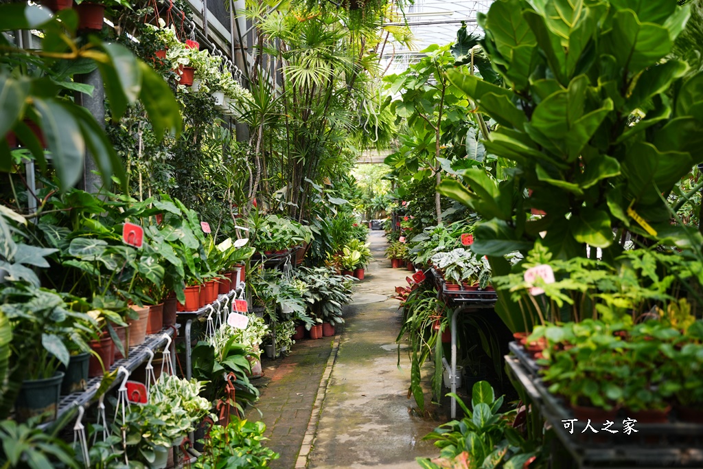 彰化田尾買花推薦,田尾公路花園,田尾景點,田尾藝術園區,田尾賞花哪一家