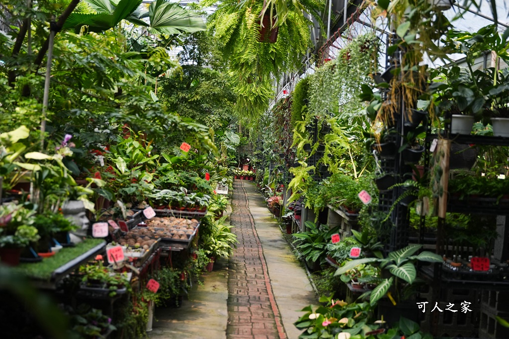 彰化田尾買花推薦,田尾公路花園,田尾景點,田尾藝術園區,田尾賞花哪一家