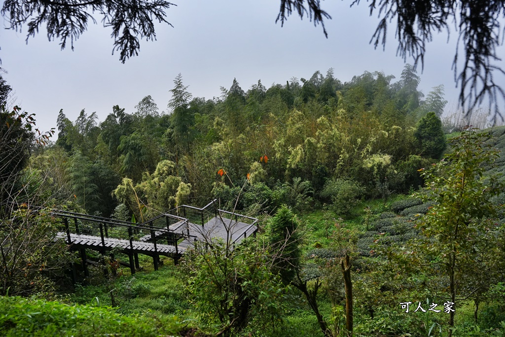 嘉義景點推薦,嘉義阿里山,茶林山步道,阿里山步道山景雲海,阿里山觀景台