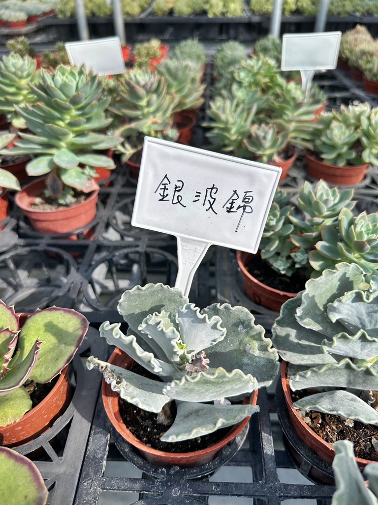 佔地大多肉植物,彰化多肉哪裡買？,田尾公路花園綠植,田尾多肉好好買,田尾多肉推薦,荷蘭花園