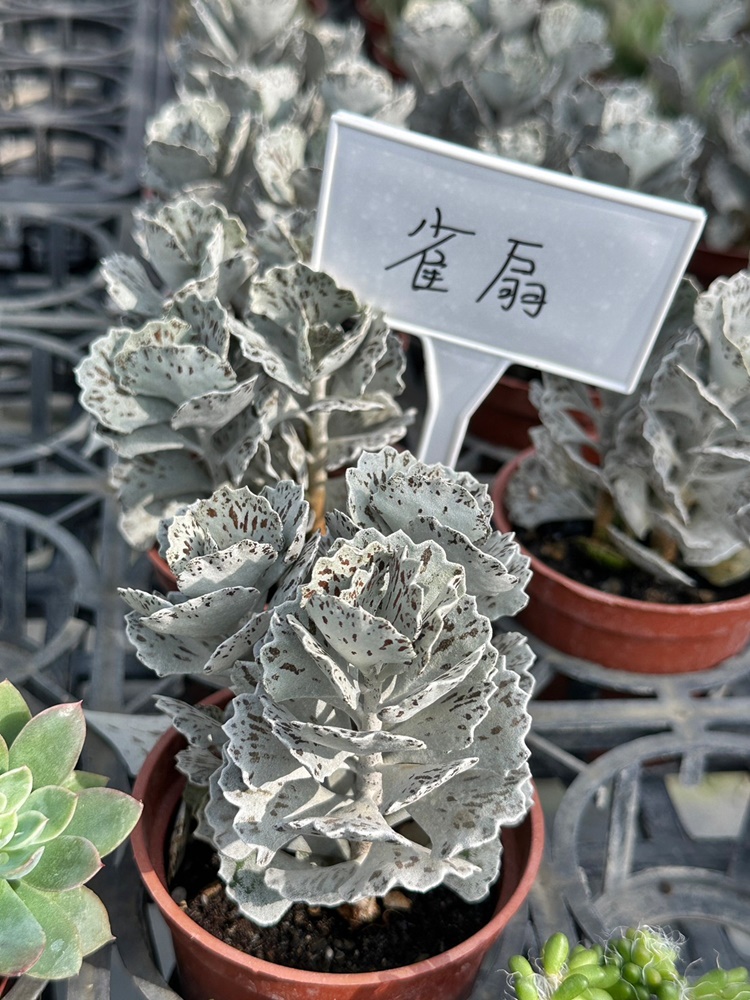 佔地大多肉植物,彰化多肉哪裡買？,田尾公路花園綠植,田尾多肉好好買,田尾多肉推薦,荷蘭花園