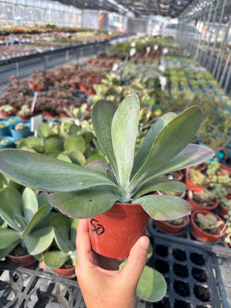 佔地大多肉植物,彰化多肉哪裡買？,田尾公路花園綠植,田尾多肉好好買,田尾多肉推薦,荷蘭花園