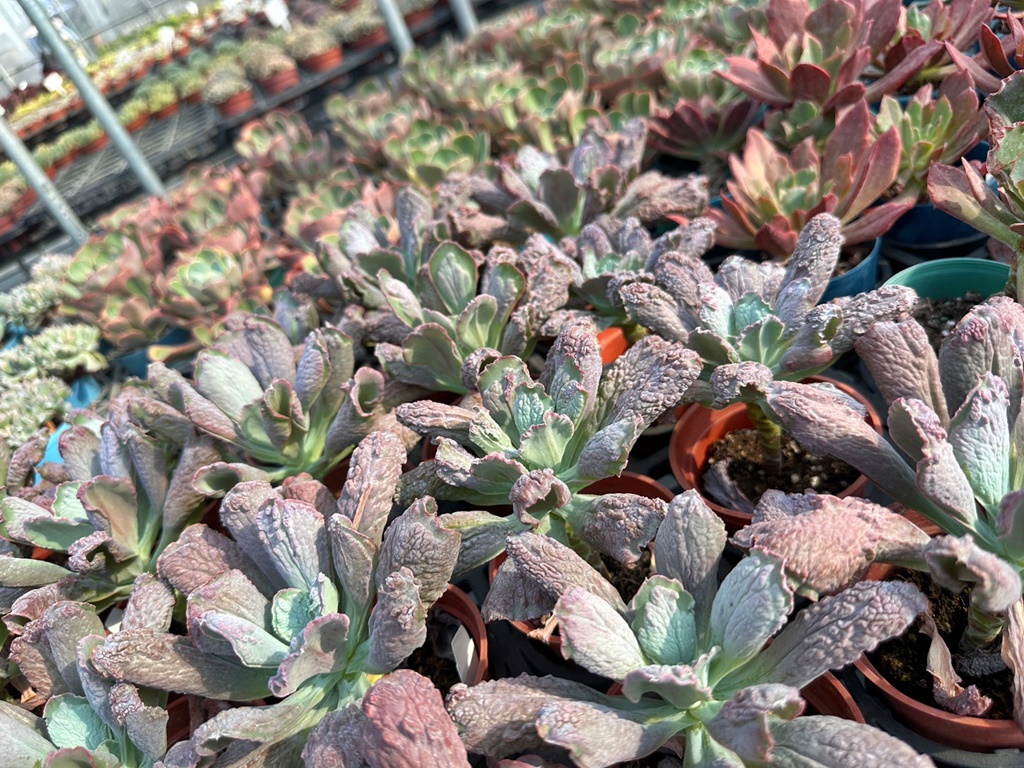 佔地大多肉植物,彰化多肉哪裡買？,田尾公路花園綠植,田尾多肉好好買,田尾多肉推薦,荷蘭花園