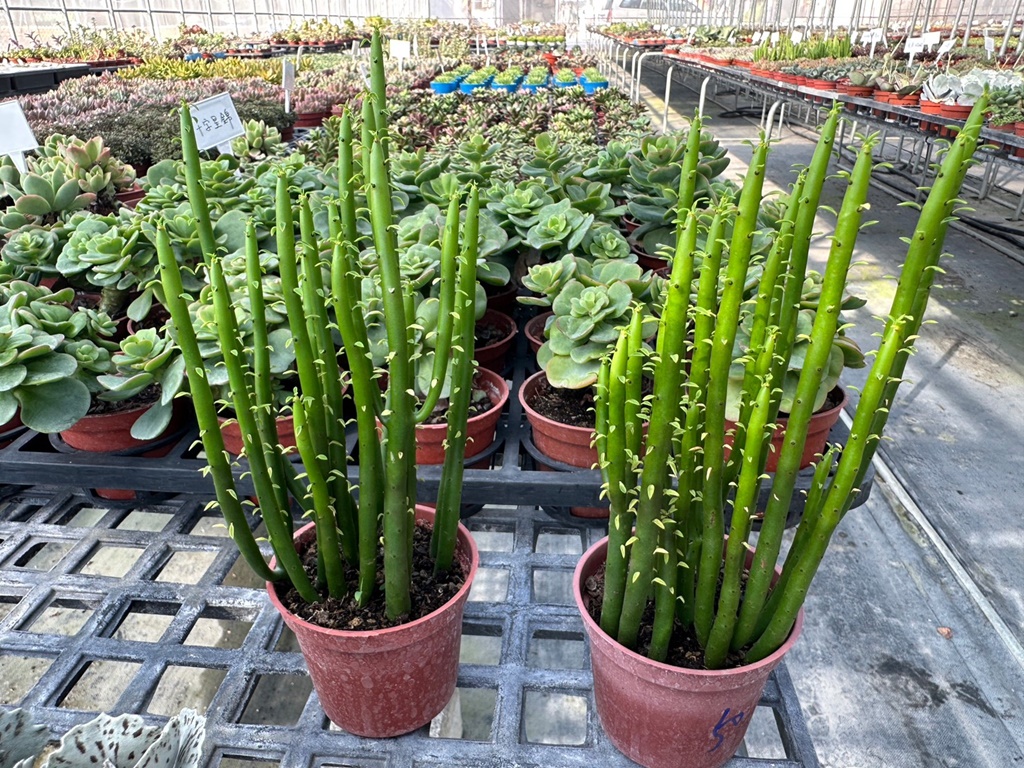 佔地大多肉植物,彰化多肉哪裡買？,田尾公路花園綠植,田尾多肉好好買,田尾多肉推薦,荷蘭花園