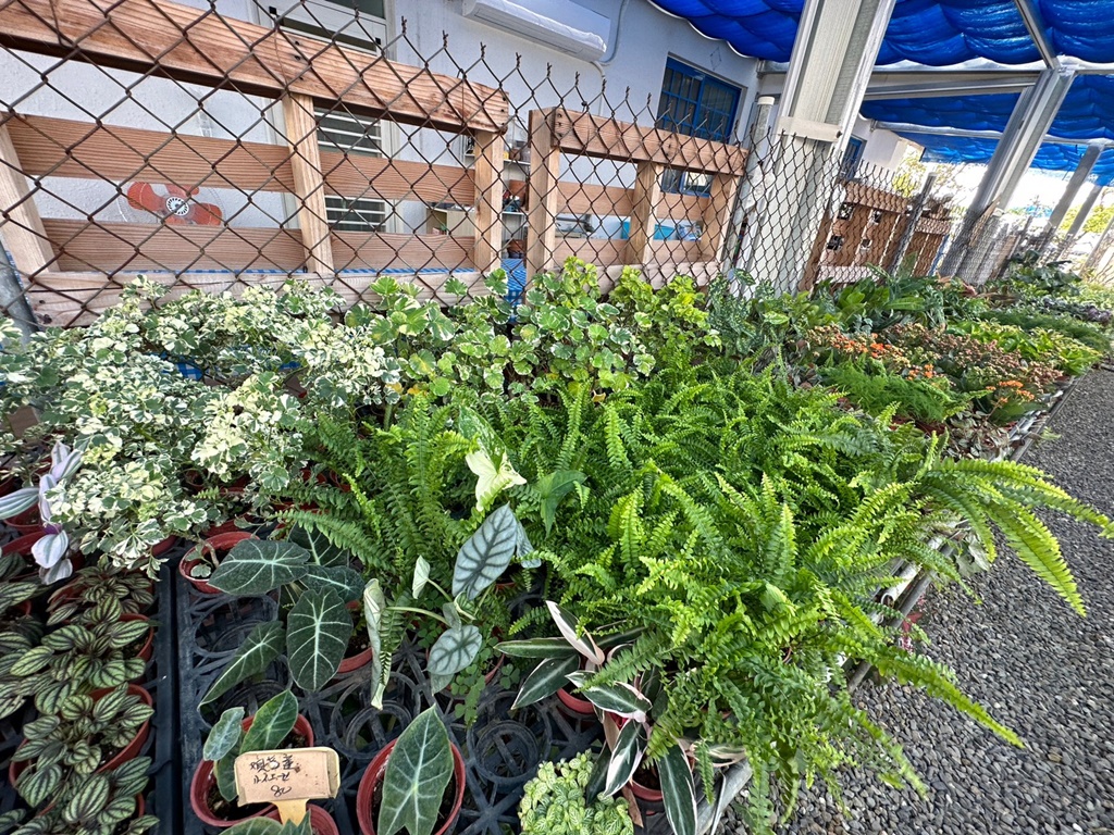 佔地大多肉植物,彰化多肉哪裡買？,田尾公路花園綠植,田尾多肉好好買,田尾多肉推薦,荷蘭花園