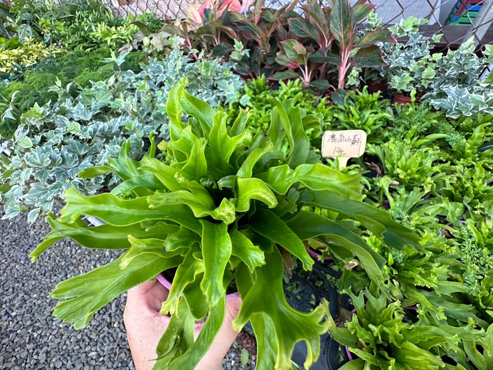 佔地大多肉植物,彰化多肉哪裡買？,田尾公路花園綠植,田尾多肉好好買,田尾多肉推薦,荷蘭花園