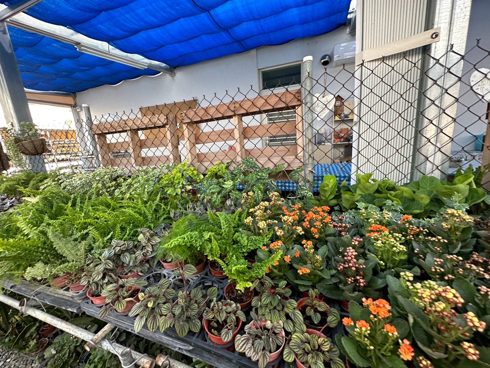 佔地大多肉植物,彰化多肉哪裡買？,田尾公路花園綠植,田尾多肉好好買,田尾多肉推薦,荷蘭花園