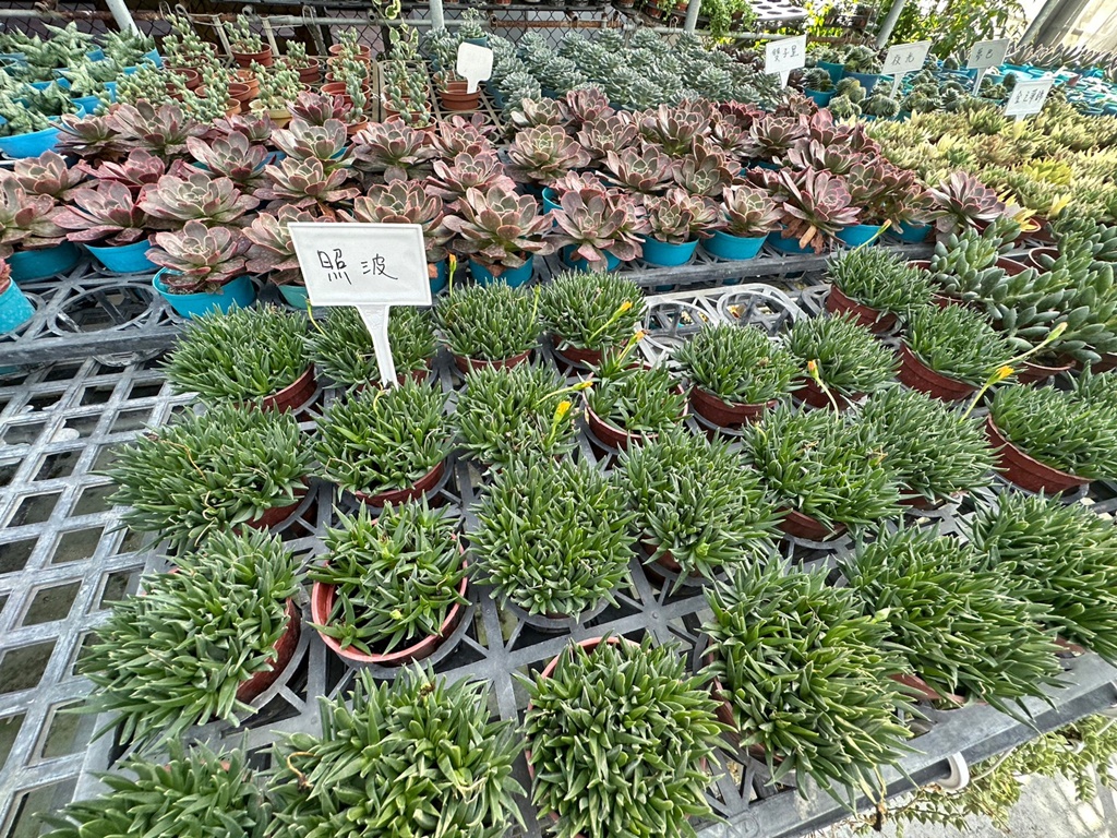 佔地大多肉植物,彰化多肉哪裡買？,田尾公路花園綠植,田尾多肉好好買,田尾多肉推薦,荷蘭花園