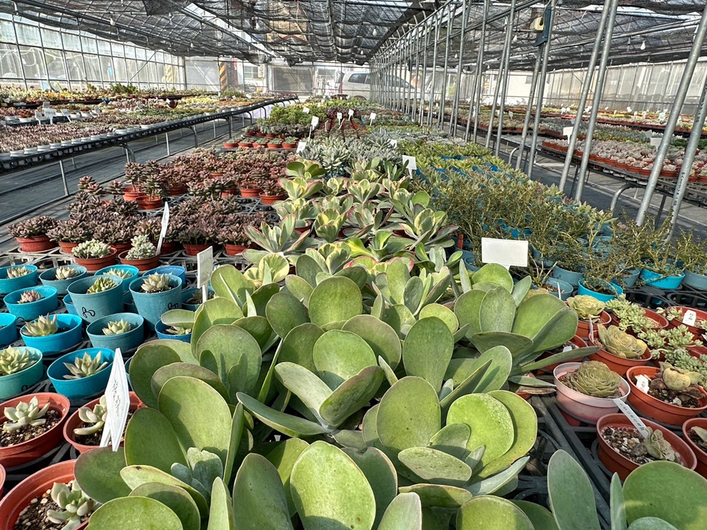 佔地大多肉植物,彰化多肉哪裡買？,田尾公路花園綠植,田尾多肉好好買,田尾多肉推薦,荷蘭花園