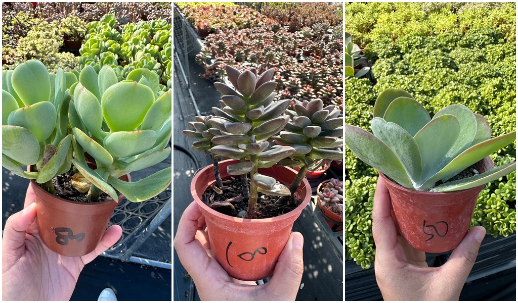 佔地大多肉植物,彰化多肉哪裡買？,田尾公路花園綠植,田尾多肉好好買,田尾多肉推薦,荷蘭花園