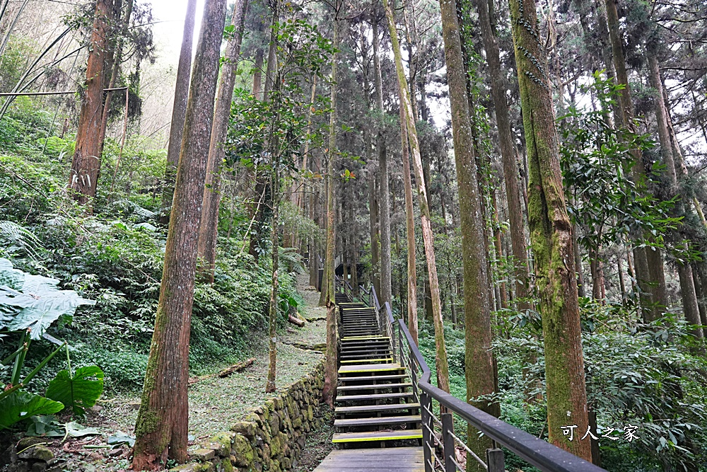 嘉義景點,嘉義步道有哪些,嘉義阿里山,阿里山步道推薦