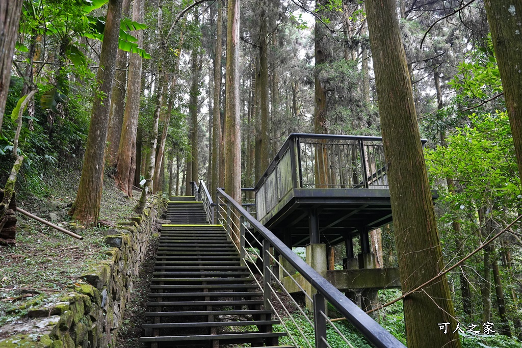 嘉義景點,嘉義步道有哪些,嘉義阿里山,阿里山步道推薦