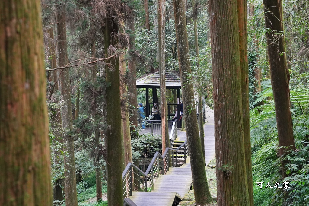 嘉義景點,嘉義步道有哪些,嘉義阿里山,阿里山步道推薦